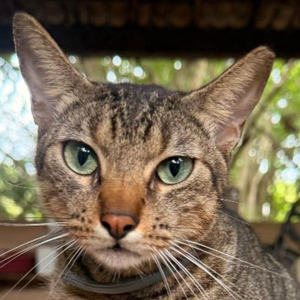 Gato Léo