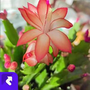 Brighter Day (现场)