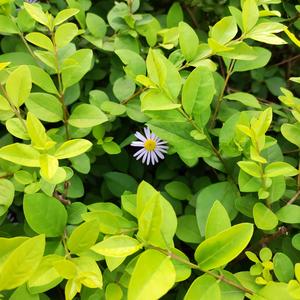 如果你也听说（Cover）