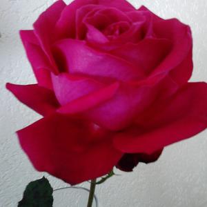 Rosen