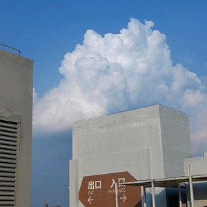 绿叶对根的情意