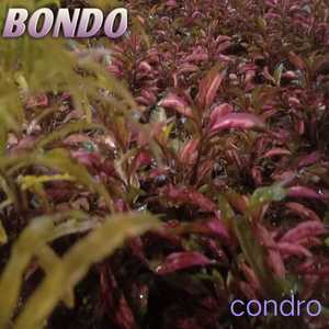Bondo