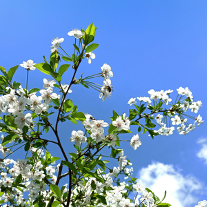 다시 찾아온 봄에게