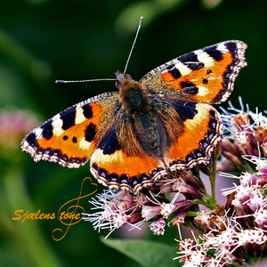 Rejsen til dit hjerte