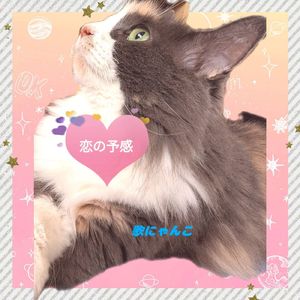 恋の予感