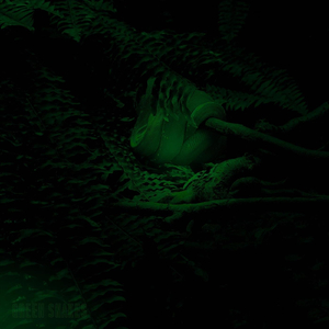 Green Snakes (feat. LOBEPINE)