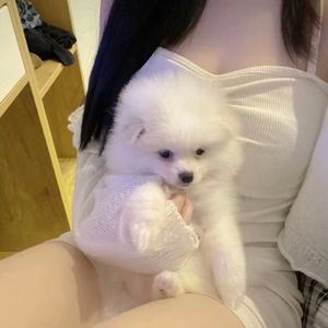 我想做你的新郎