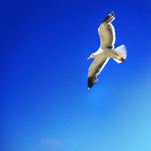 ポケベル風サウンド4 (アラーム音)