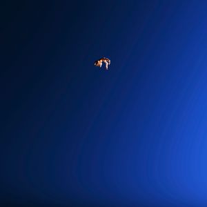 please peace（请求和平）