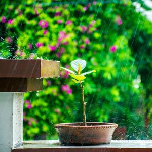 Healing Rainfall - Track.01