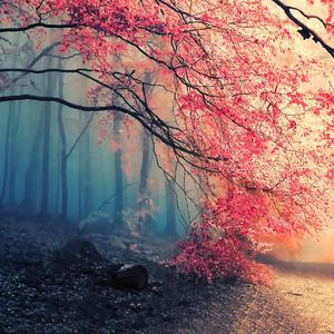 秋殇别恋（翻自：牙牙乐）