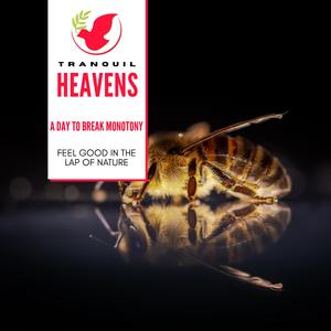 Lyrical Red Eyed Bulbul