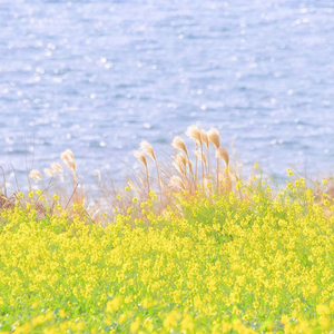 Free[花鸟鱼虫]‘Village Beat'