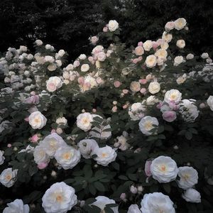 【FREE】 R&B x Type Beat “camellia”