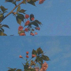 没了我你依然拥有太阳