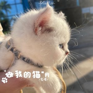 做我的猫1.4x