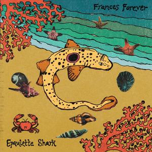 Epaulette Shark
