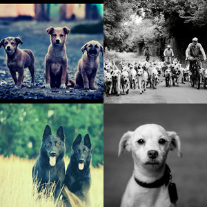 温和孤独的狗梦想