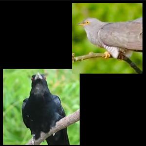 布谷鸟的叫声+噪鹃的叫声