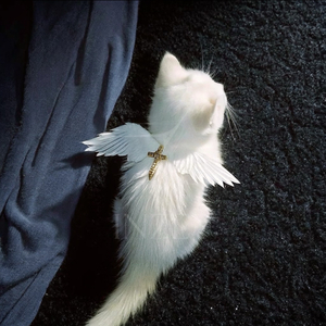 写给第一个喜欢的女孩歌