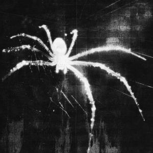 minhas cicatrizes rimam