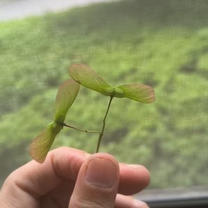 小小的种子