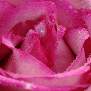 Lapping Tide Meditation