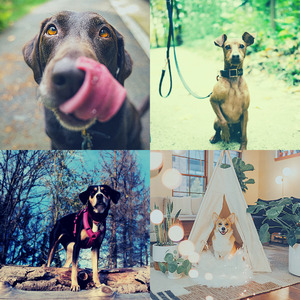 柔和的可爱的狗时刻