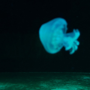 别去听风声 别跑进风里