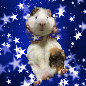 Ride the Pig waves!!