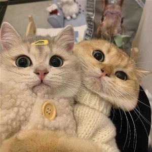 爱就一个字（翻自 李巍V仔）