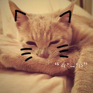 特别的人（吉他版