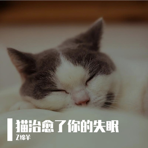 猫治愈了你的失眠
