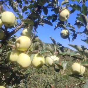 苹果熟透了（伴奏）