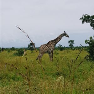 Contexto Formas Significado