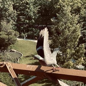 im so alone, lonely (alone)