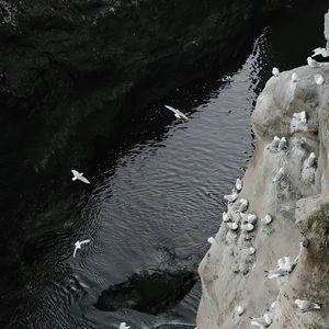 猫猫教 (Da BoingBoing Trak BGM)