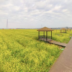 终是庄周梦了蝶 也是恩赐也是劫