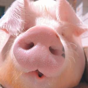 555(prod.charliehallahan)