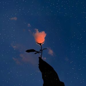 夕阳与花