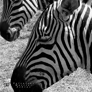 zebras