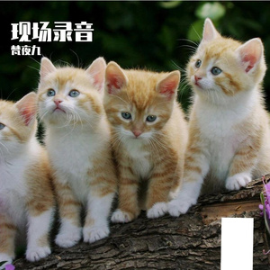 牡丹亭——张信哲【现场录音】