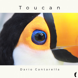 Toucan (Original Mix)
