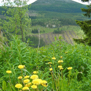 The Homesick Painter