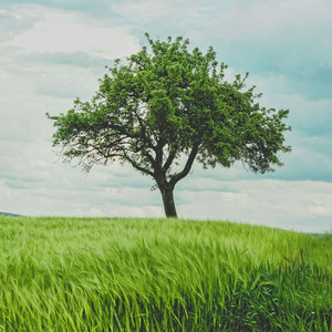 나무 아래 Under the tree