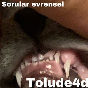 Sorular Evrensel
