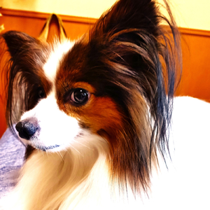 蜻蛉 (feat. AKIKO)