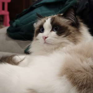 她把猫也带走了