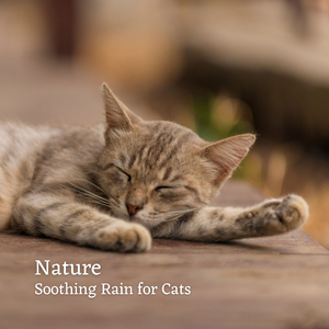 Steady Relaxing Light Rain in the Prairie