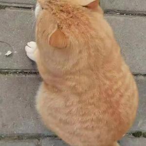 我是玉帝外甥二郎显圣真君